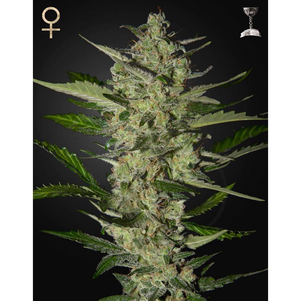 Flowerbomb Kush Fem — Strain Hunters