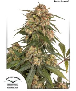 Forest Dream Fem. — Dutch Passion