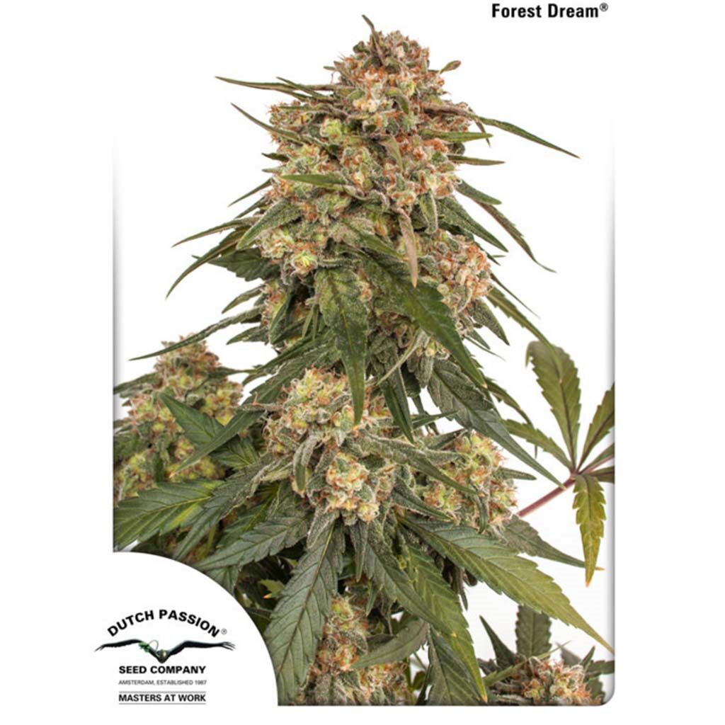 Forest Dream Fem. — Dutch Passion