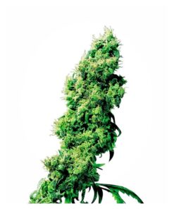 Four Way 10Und Reg. — Sensi Seeds