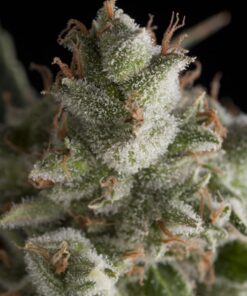 Fresh Candy — Pyramid Seeds