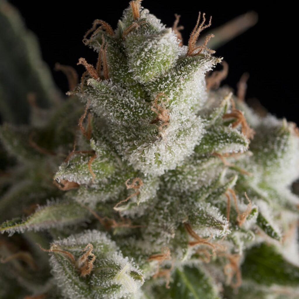 Fresh Candy — Pyramid Seeds