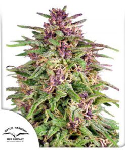 Frisian Dew Fem — Dutch Passion