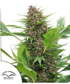 Frisian Duck Fem — Dutch Passion