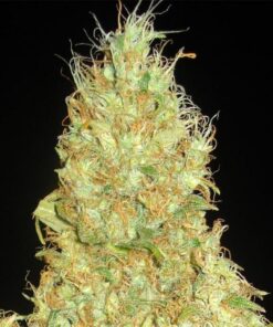 Fruitty Chronic Juice Fem — Delicious Seeds