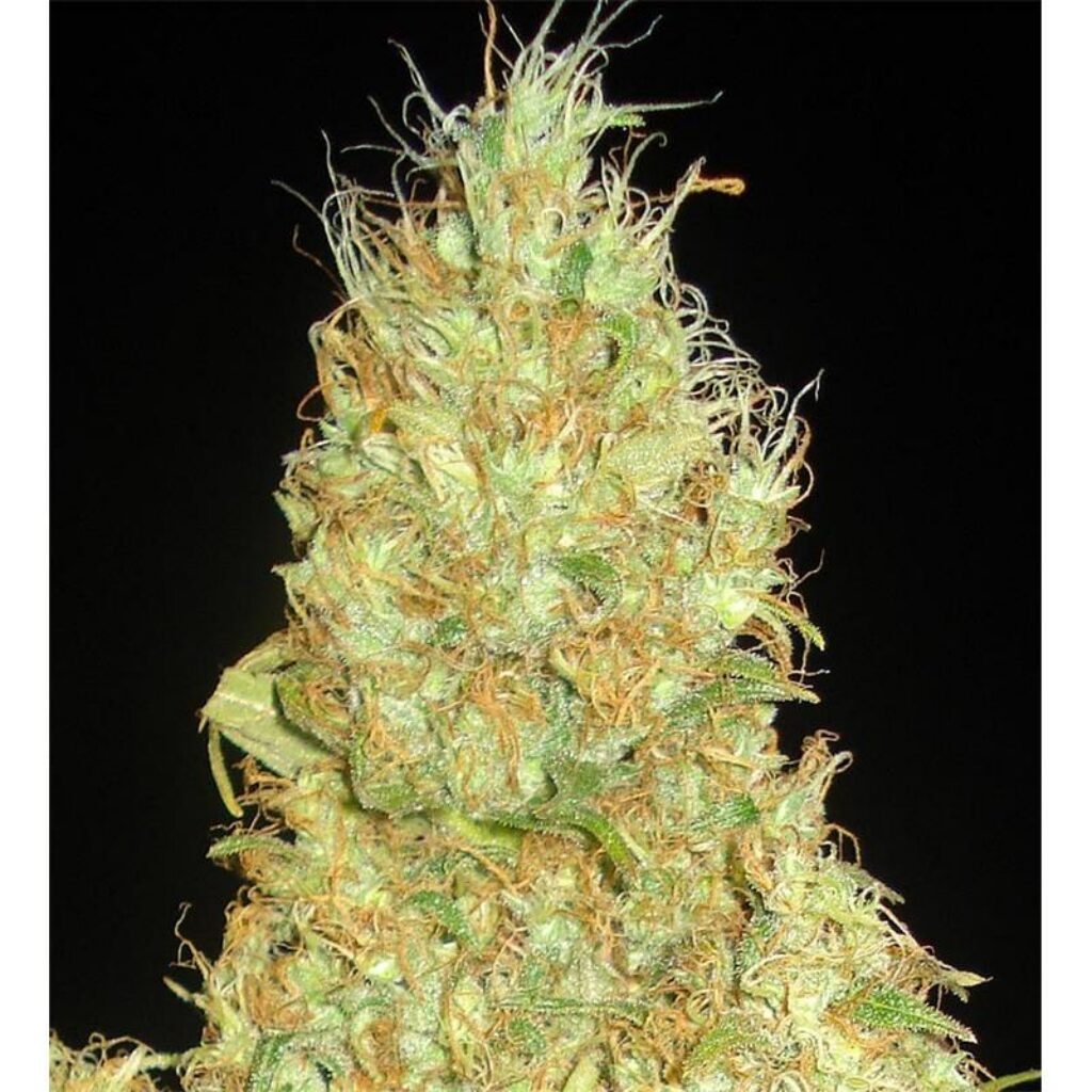 Fruitty Chronic Juice Fem — Delicious Seeds