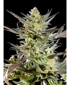 Fruity Jack Fem — Philosopher Seeds