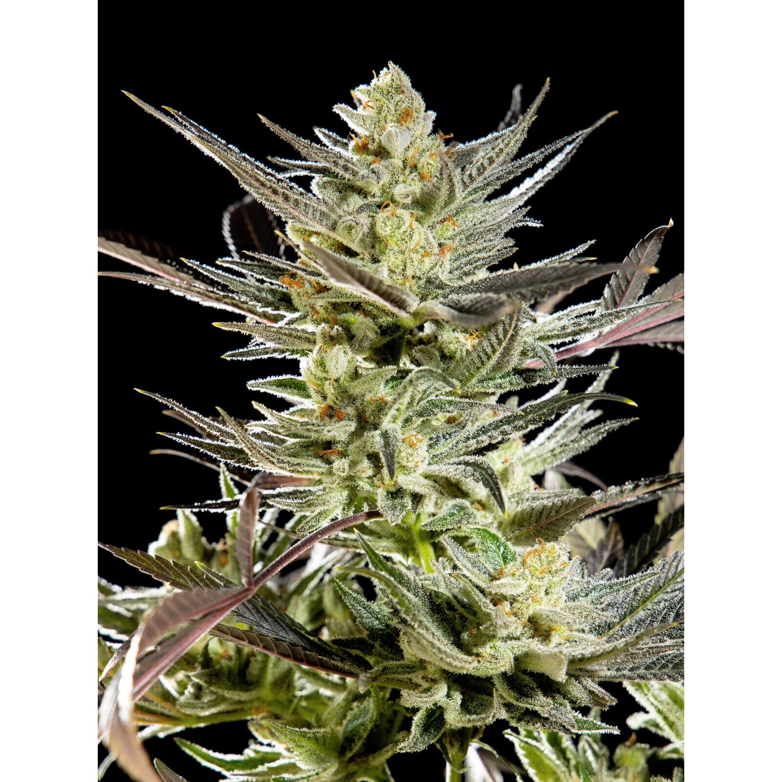 Fruity Jack Fem — Philosopher Seeds