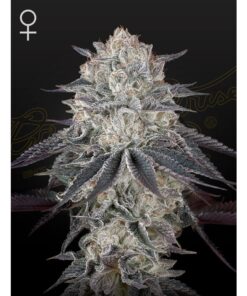Fullgas Fem — Green House