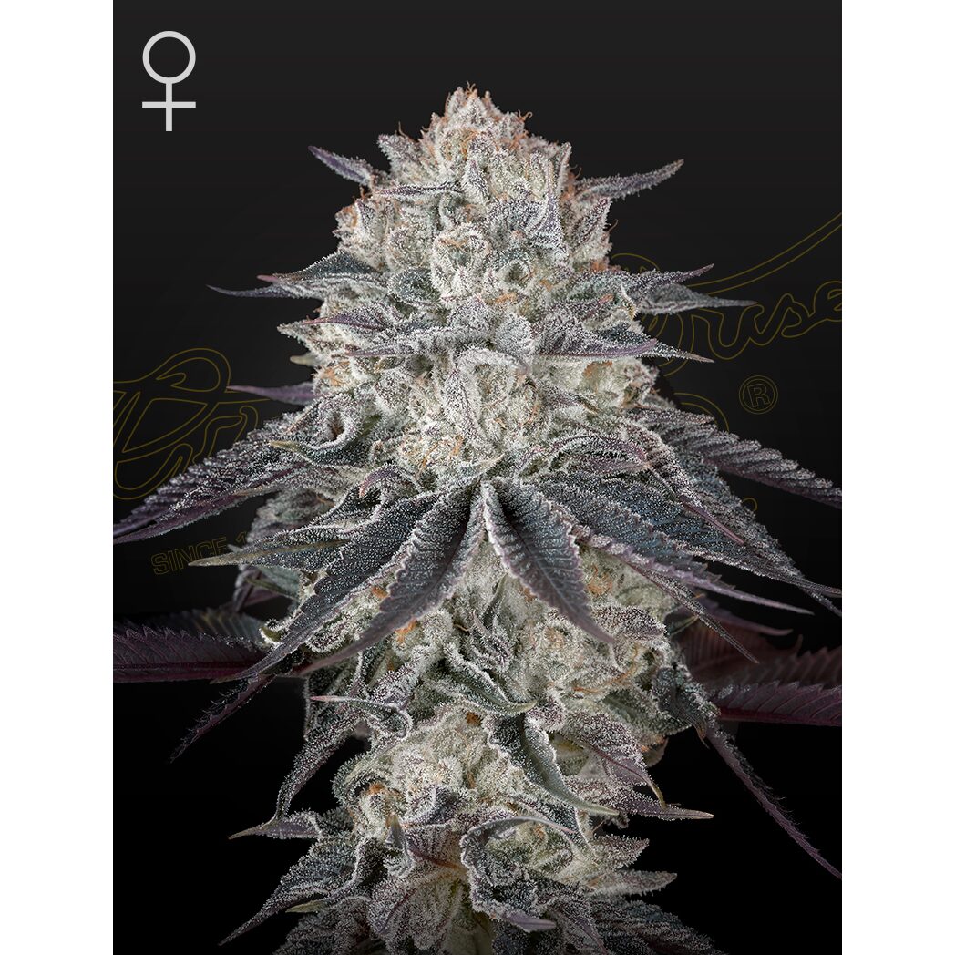 Fullgas Fem — Green House