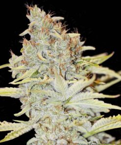 Furious Candy Fem — Eva Seeds