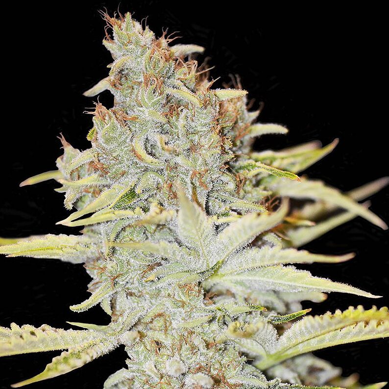 Furious Candy Fem — Eva Seeds