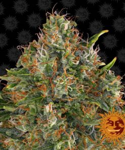 G13 Haze 10Und Reg — Barney's Farm