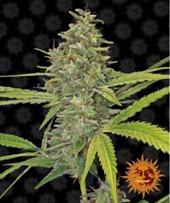 G13 Haze Fem — Barney's Farm