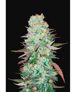 G14 Auto — FastBuds Seeds