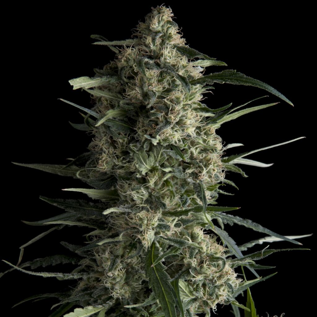 Galaxy — Pyramid Seeds
