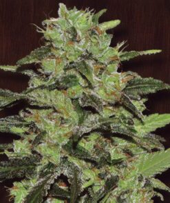 Gasoline Fem — Exclusive Seeds