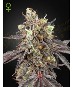 Gelato #41 x Gelato #41 Auto — Green House