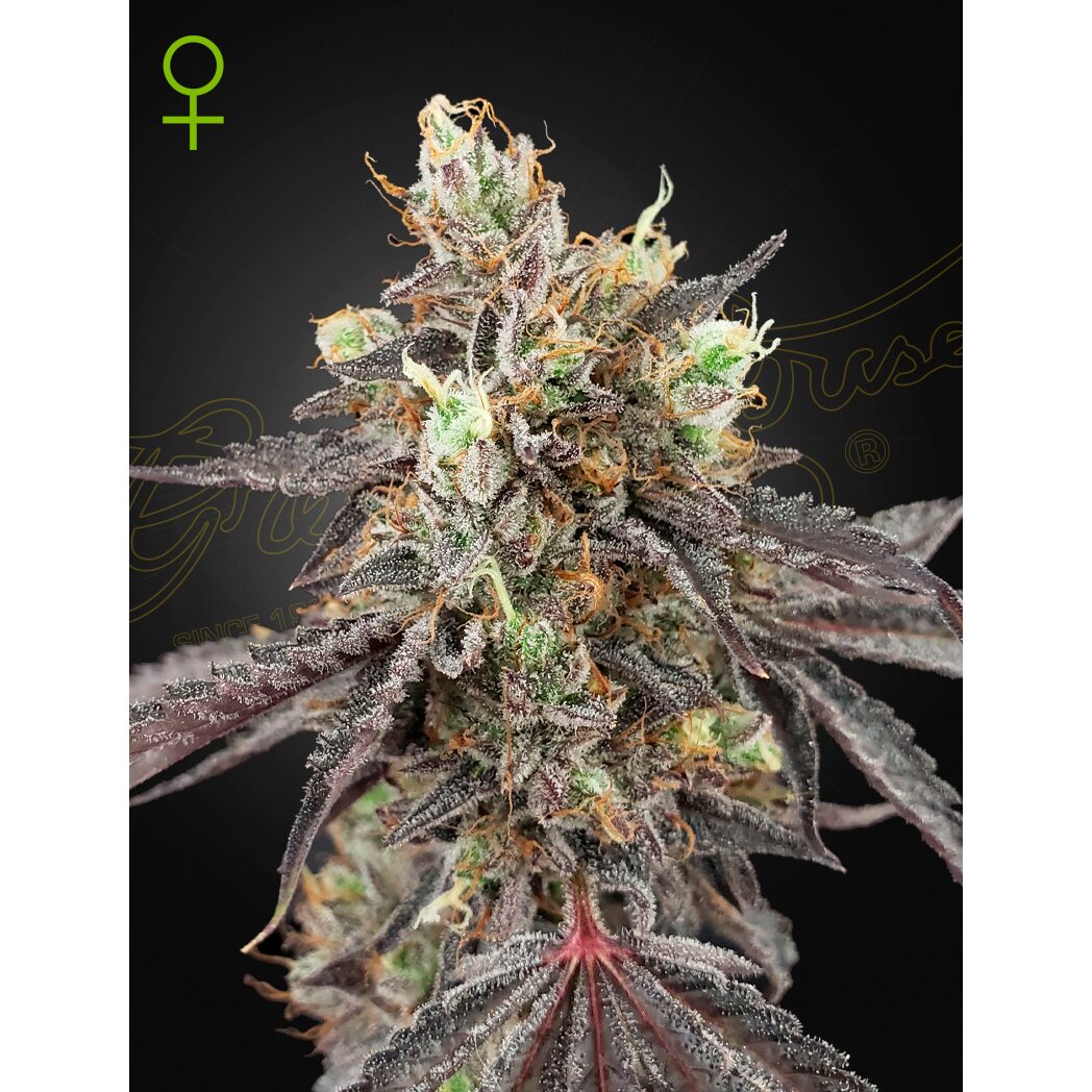 Gelato #41 x Gelato #41 Auto — Green House
