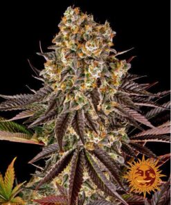 Gelato #45 Fem — Barney's Farm
