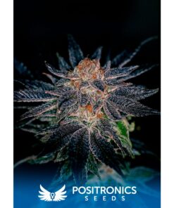 Gelato #47 Fem — Positronics