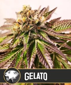 Gelato Fem — Blimburn Seeds