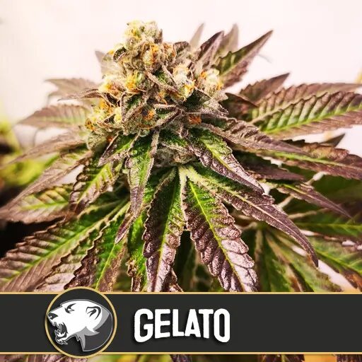 Gelato Fem — Blimburn Seeds