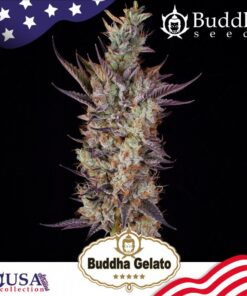 Gelato Fem — Buddha Seeds
