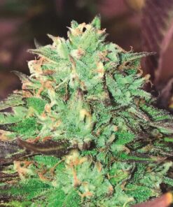 Gelato Royal Auto — The Kush Brothers Seeds