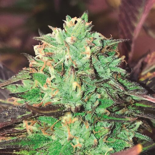 Gelato Royal Auto — The Kush Brothers Seeds