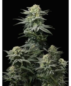 GG4 Sherbet Fast Flowering Fem — FastBuds Seeds