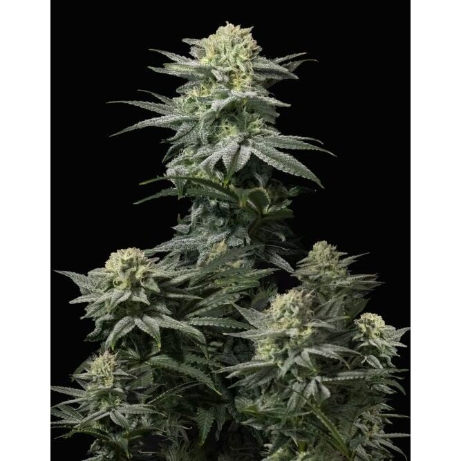 GG4 Sherbet Fast Flowering Fem — FastBuds Seeds