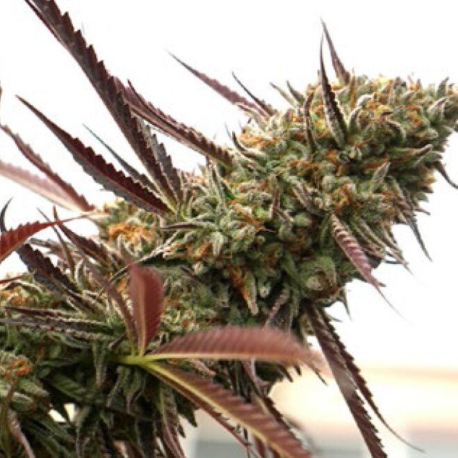 Ghost of NYC Fem — Humboldt Seeds Organization