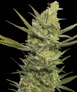 Gipsy Haze Fem — Eva Seeds