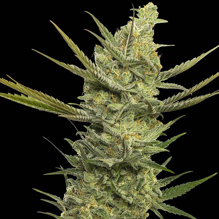 Gipsy Haze Fem — Eva Seeds