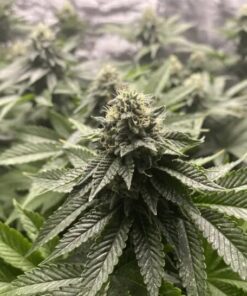 Girl Scout Cookies Auto — Blimburn Seeds