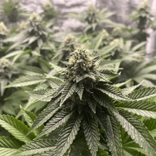 Girl Scout Cookies Auto — Blimburn Seeds