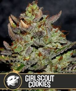 Girl Scout Cookies Fem — Blimburn Seeds