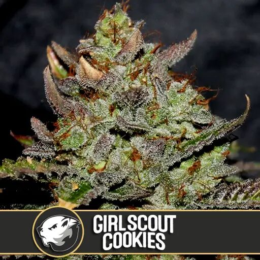 Girl Scout Cookies Fem — Blimburn Seeds