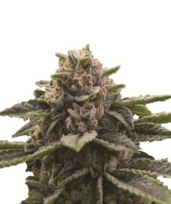 Girl Scout Cookies Fem — Nirvana