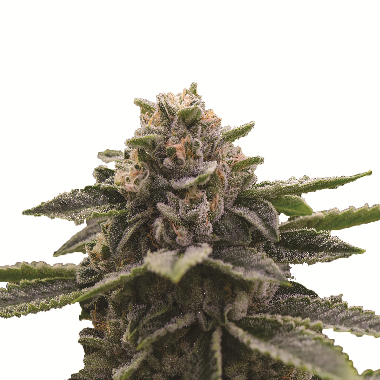 Girl Scout Cookies Fem — Nirvana Girl Scout Cookies Fem — Nirvana