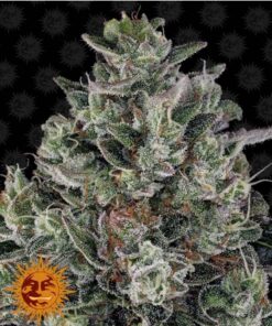 Glookies Fem — Barney's Farm
