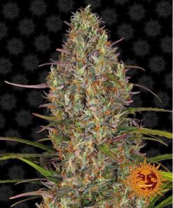 Glue Gelato Auto — Barney's Farm