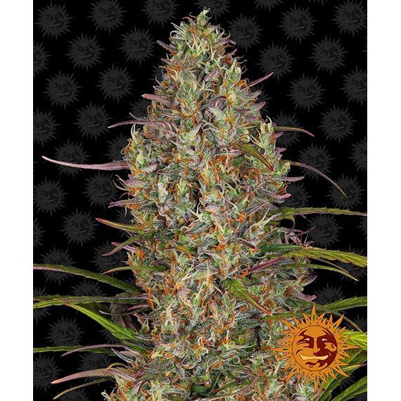 Glue Gelato Auto — Barney's Farm