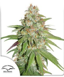 Glueberry OG Fem — Dutch Passion