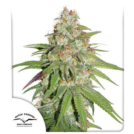 Glueberry OG Fem — Dutch Passion