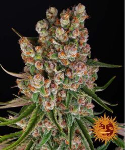 GMO Auto — Barney's Farm