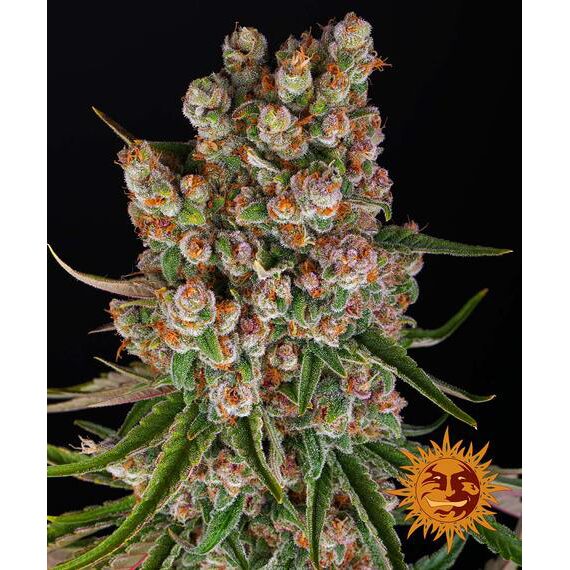 GMO Auto — Barney's Farm