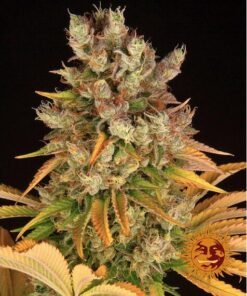 GMO Fem — Barney's Farm