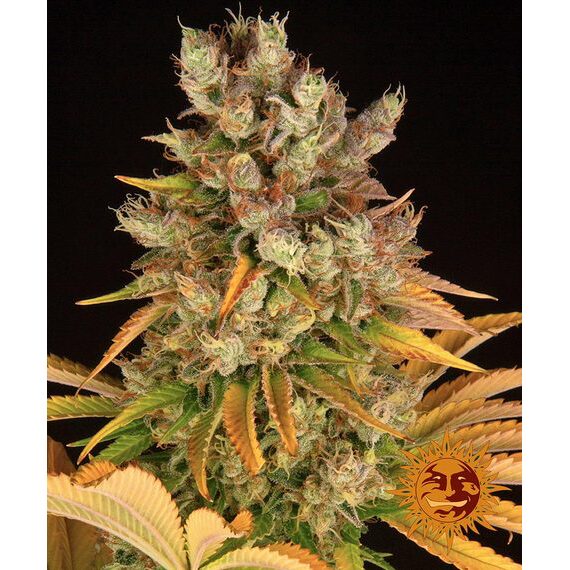 GMO Fem — Barney's Farm